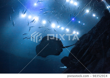 the salt water fish in the ocean or aquarium 18 Nov 2012 the salt water fish in the ocean or aquarium 18 Nov 2012 98352914