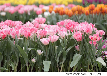 a Colorful Tulip Field with hk flower show a Colorful Tulip Field with hk flower show 98352916