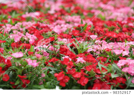 an impatiens walleriana flowers with green leaf. an impatiens walleriana flowers with green leaf. 98352917