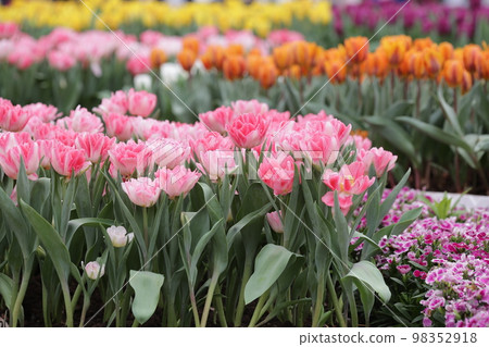 a Colorful Tulip Field with hk flower show 98352918