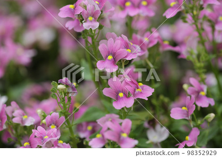 a Colorful Tulip Field with hk flower show 98352929
