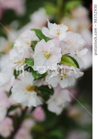Fresh beautiful flowers of the apple tree blooming in the spring 98352930