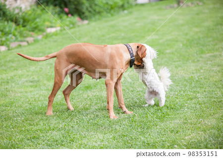 Rhodesian ridgeback with maltese dog Rhodesian ridgeback with maltese dog 98353151