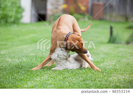 Rhodesian ridgeback with maltese dog Rhodesian ridgeback with maltese dog 98353154