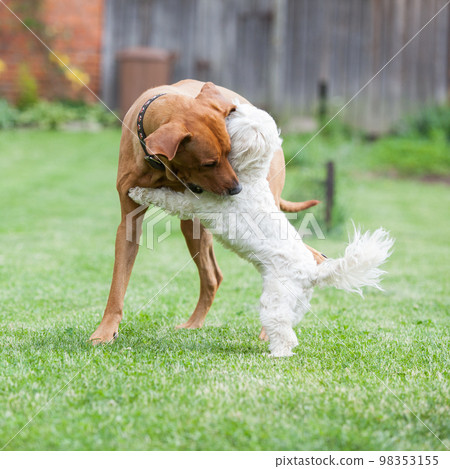 Rhodesian ridgeback with maltese dog 98353155