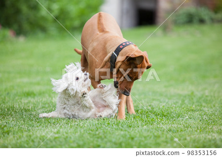 Big and small, playing together Big and small, playing together 98353156