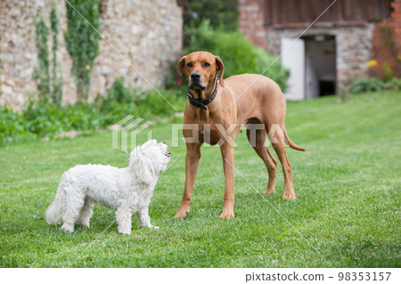 Big and small, playing together Big and small, playing together 98353157