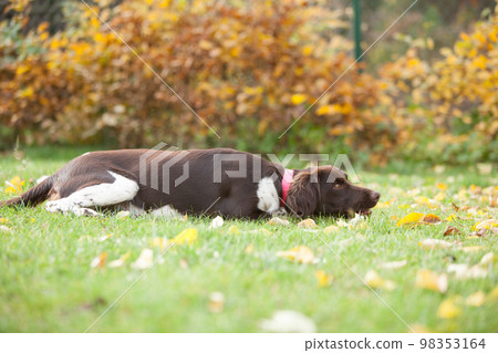 Young Small Munsterlander in autumn Young Small Munsterlander in autumn 98353164