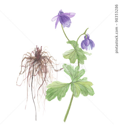 Columbine ramie flowers and roots 98353286