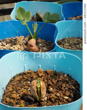 花生萌發 98353360