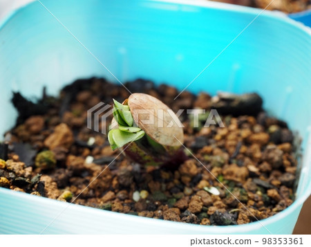 Germination of peanuts Germination of peanuts 98353361