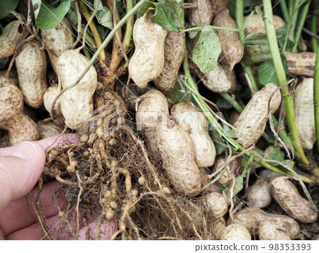 花生根瘤菌 98353393