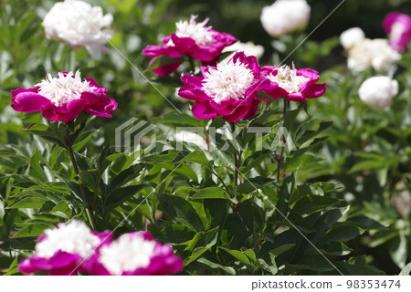 Red-purple peony is in bloom in the peony garden. The name of this peony is velvet queen. Red-purple peony is in bloom in the peony garden. The name of this peony is velvet queen. 98353474