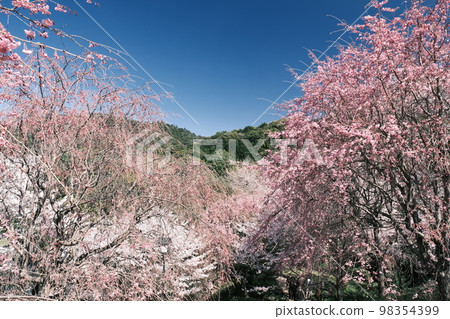 Cherry blossoms of Omiwa no Mori Observatory Cherry blossoms of Omiwa no Mori Observatory 98354399