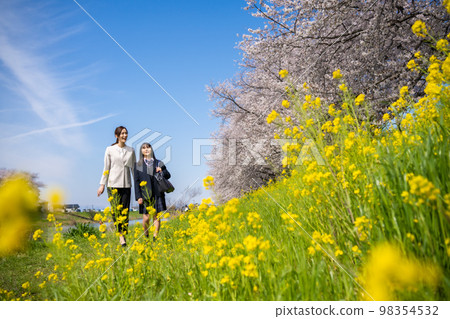 A high school girl walking with her teacher under the cherry blossoms in full bloom A high school girl walking with her teacher under the cherry blossoms in full bloom 98354532