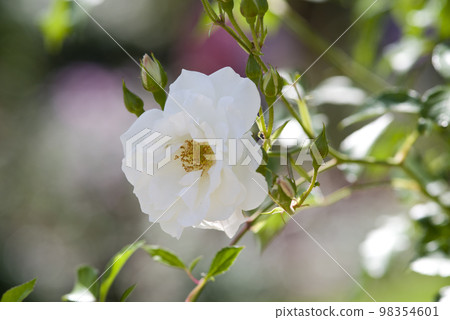 White roses are in bloom in the rose garden. The name of this rose is Iceberg (Schnewigen). White roses are in bloom in the rose garden. The name of this rose is Iceberg (Schnewigen). 98354601