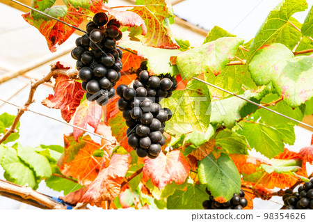 Purple black grapes hanging in the branch of vine. 98354626