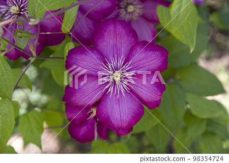 Red-purple clematis flowers are blooming. The cultivar name is Bildrion. 98354724