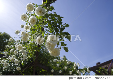 White roses are blooming under the blue sky. The name of this rose is Iceberg (Schneevich). White roses are blooming under the blue sky. The name of this rose is Iceberg (Schneevich). 98354752