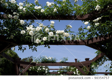 藍天下,白玫瑰盛開。這朵玫瑰的名字是冰山(Schneevich)。 藍天下,白玫瑰盛開。這朵玫瑰的名字是冰山(Schneevich)。 98354757