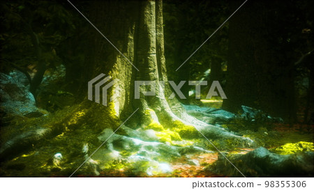 Rain forest in Central America 98355306