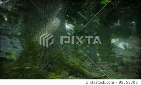 Rain forest in Central America Rain forest in Central America 98355308