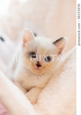 Kitten 4 weeks old Protected cat 98355656