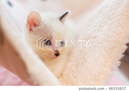 Kitten 4 weeks old Protected cat 98355657