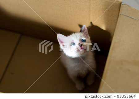 小貓4週齡受保護的貓 小貓4週齡受保護的貓 98355664