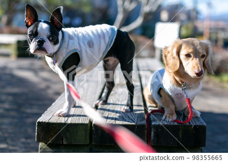 達克斯獵犬和波士頓梗犬在公園散步 達克斯獵犬和波士頓梗犬在公園散步 98355665