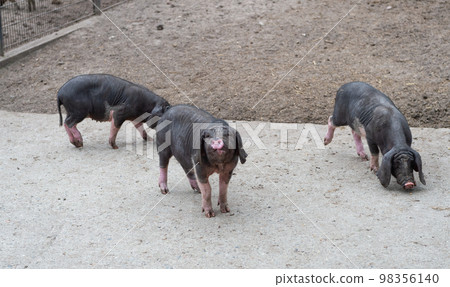 Family of black domestic Meishan pigs at pigsty Family of black domestic Meishan pigs at pigsty 98356140