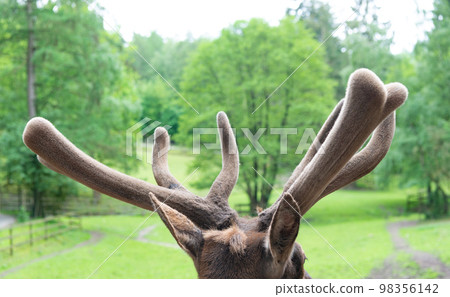 Antlers on antlered stag deer head natural background Antlers on antlered stag deer head natural background 98356142