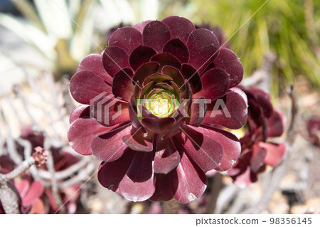 crassulaceae succulent cactus with dark leaves. nature background crassulaceae succulent cactus with dark leaves. nature background 98356145