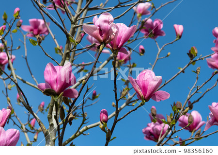 pink flowers of magnolia tree in full spring bloom. macro pink flowers of magnolia tree in full spring bloom. macro 98356160
