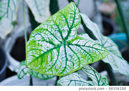 angel wing caladium or candidum ,Caladium bicolor or Araceae angel wing caladium or candidum ,Caladium bicolor or Araceae 98356180