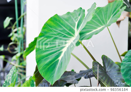 Colocasia variegated, Colocasia esculenta Nancys Revenge or colocasia nancys revenge Colocasia variegated, Colocasia esculenta Nancys Revenge or colocasia nancys revenge 98356184