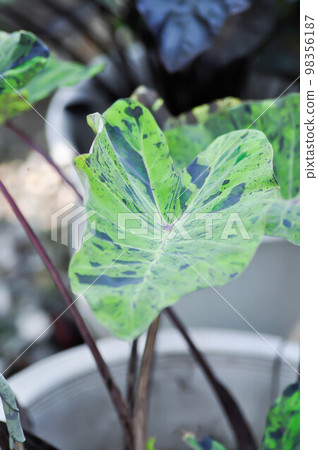 Alocasia, Alocasia mohito or Mojito Alocasia or tricolor alocasia or black and green leaf 98356187