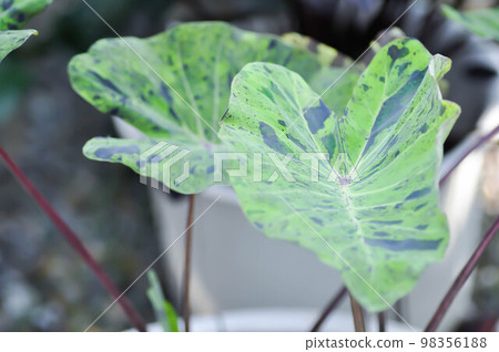 Alocasia, Alocasia mohito or Mojito Alocasia or tricolor alocasia or black and green leaf Alocasia, Alocasia mohito or Mojito Alocasia or tricolor alocasia or black and green leaf 98356188