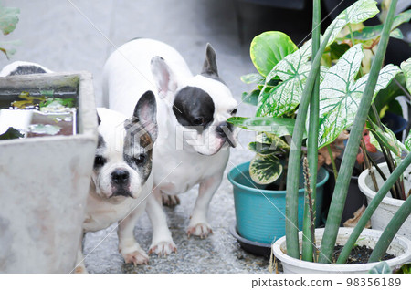 two dogs and plant or French bulldog and Sansevieria boncellensis, Sansevieria or Queen of Sansevieria or Sansevieria pinguicula 98356189