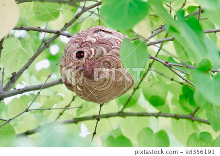 黃蜂從巢穴的入口處看著你 黃蜂從巢穴的入口處看著你 98356191