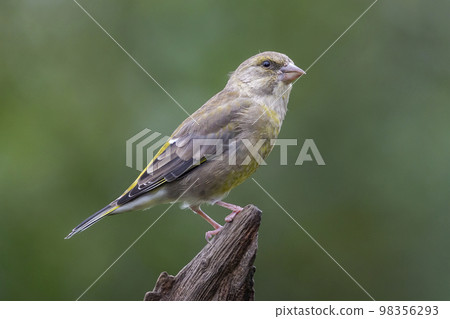 European greenfinch (Chloris chloris) bird on a branch 98356293