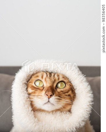 Funny Bengal cat in a warm sweater. 98356405