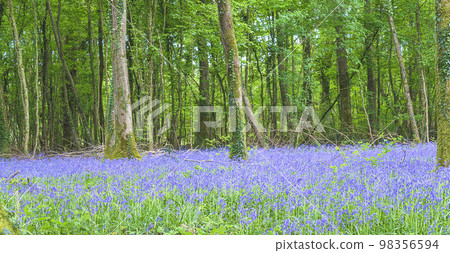 Bluebells forest view in the afternoon, field of french Bluebells 98356594