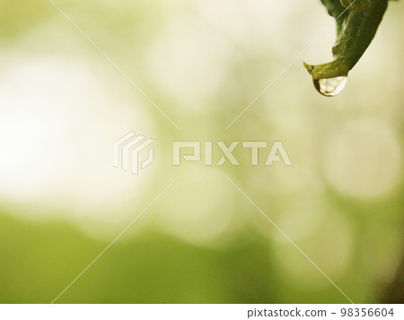 Morning dew shining in fresh green 98356604