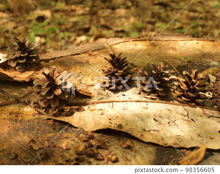 松果排列在一個樹樁上 98356605