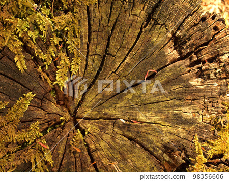 Cross section of a mossy stump 98356606