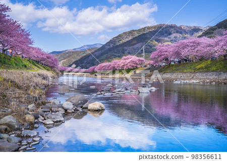 賞櫻名所:河津川沿岸的櫻花樹【靜岡縣賀茂郡河津町】 賞櫻名所:河津川沿岸的櫻花樹【靜岡縣賀茂郡河津町】 98356611