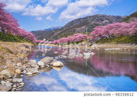 賞櫻名所:河津川沿岸的櫻花樹【靜岡縣賀茂郡河津町】 賞櫻名所:河津川沿岸的櫻花樹【靜岡縣賀茂郡河津町】 98356612