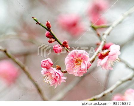 美麗的梅花在新年開始綻放，紅色的梅花 98356882