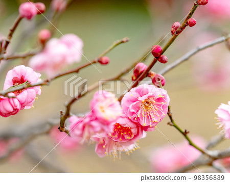 美麗的梅花在新年開始綻放，紅色的梅花 98356889